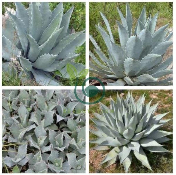 Agave Temacapulinensis Agave Garden Plants 20 Seeds