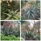 Aloe Africana Garden Plants - Rare Potted Plants 20 Seeds