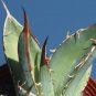 Aloe Africana Garden Plants - Rare Potted Plants 20 Seeds
