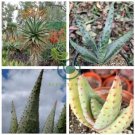 Aloe Marlothii Garden Plants - Rare Potted Plants  20 Seeds