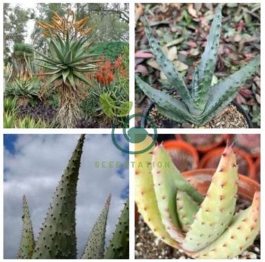 Aloe Marlothii Garden Plants - Rare Potted Plants  20 Seeds