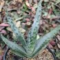 Aloe Marlothii Garden Plants - Rare Potted Plants  20 Seeds