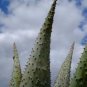 Aloe Marlothii Garden Plants - Rare Potted Plants  20 Seeds