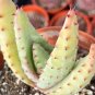 Aloe Marlothii Garden Plants - Rare Potted Plants  20 Seeds