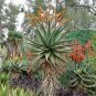 Aloe Marlothii Garden Plants - Rare Potted Plants 20 Seeds
