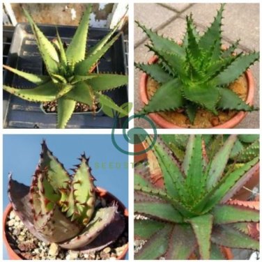 Aloe Broomii Garden Plants - Rare Potted Plants 20 Seeds