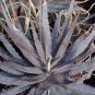 Aloe Parvula Garden Plants - Rare Potted Plants 20 Seeds