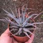 Aloe Parvula Garden Plants - Rare Potted Plants 20 Seeds