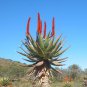 Aloe Turtle Boss Aloe 20 Seeds