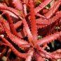 Aloe Cameroi - Red Aloe Vera 20 Seeds