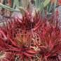 Aloe Cameroi - Red Aloe Vera 20 Seeds