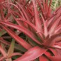 Aloe Cameroi - Red Aloe Vera 20 Seeds