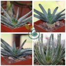 Aloecompressa v schistophylla Succulents Garden Plants 20 Seeds