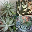 Aloe Hereroensis Succulents Garden Plants   20 Seeds