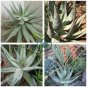 Aloe Hereroensis Succulents Garden Plants   20 Seeds
