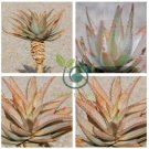 Aloe Glauca Succulents Garden Plants  20 Seeds