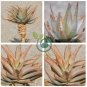 Aloe Glauca Succulents Garden Plants  20 Seeds