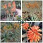 Aloe Elegans Succulents Garden Plants 20 Seeds