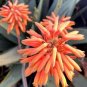 Aloe Elegans Succulents Garden Plants 20 Seeds