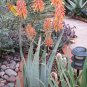 Aloe Elegans Succulents Garden Plants 20 Seeds