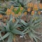 Aloe Elegans Succulents Garden Plants 20 Seeds