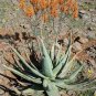 Aloe Elegans Succulents Garden Plants 20 Seeds