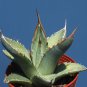 Agave Mix Seeds - Century Plant - Many Unique Succulent Plant 40 Seeds