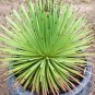 Agave Mix Seeds - Century Plant - Many Unique Succulent Plant 40 Seeds