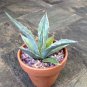 Agave Mix Seeds - Century Plant - Many Unique Succulent Plant 40 Seeds