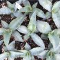 Agave Mix Seeds - Century Plant - Many Unique Succulent Plant 40 Seeds