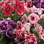 Perennial Sinningia Gloxinia Flower  - Mixed 9 Types Flowers 200 Seeds