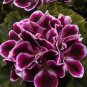 Perennial Sinningia Gloxinia Flower  - Mixed 9 Types Flowers 200 Seeds