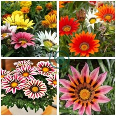 Lucky Gazania Splendens  - Mixed Flowers 10 Seeds