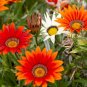 Lucky Gazania Splendens - Mixed Flowers 10 Seeds