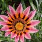Lucky Gazania Splendens - Mixed Flowers 10 Seeds