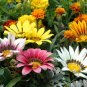 Lucky Gazania Splendens - Mixed Flowers 10 Seeds