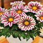 Lucky Gazania Splendens - Mixed Flowers 10 Seeds