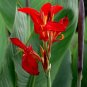 Canna Lily   - Fresh Red Double Flowers 400 Seeds