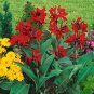 Canna Lily   - Fresh Red Double Flowers 400 Seeds