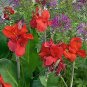 Canna Lily - Fresh Red Double Flowers 400 Seeds