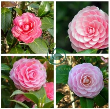 Common Camellia  - Pink Flowers 100 Seeds