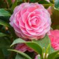 Common Camellia  - Pink Flowers 100 Seeds