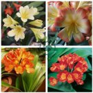 Mixed Clivia  - Mixed 9 Colorful Colors  200 Seeds