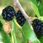 Original Pack Mulberry Blackish Purple Big Fruit Edible 200 Seeds