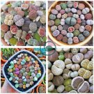 Living Stone  Lithops Succulent 200 Seeds