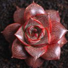 Echeveria Purpusorum  Fresh Ones - Red Spot Veriety 600 Seeds