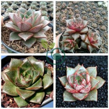 Echeveria Purpusorum Seeds Fresh Ones 600 Seeds