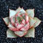 Echeveria Purpusorum Seeds Fresh Ones 600 Seeds