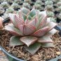Echeveria Purpusorum Seeds Fresh Ones 600 Seeds