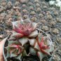 Echeveria Purpusorum Seeds Fresh Ones 600 Seeds
